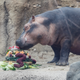 Fiona the hippo!